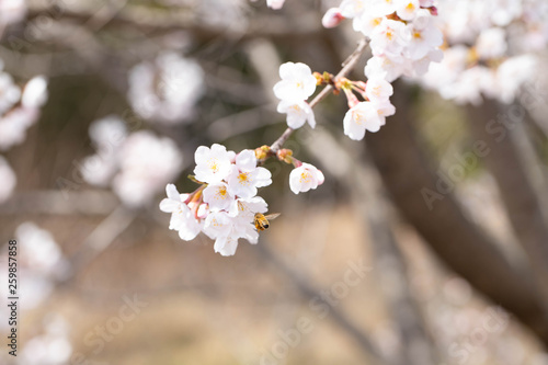 蜂と桜
