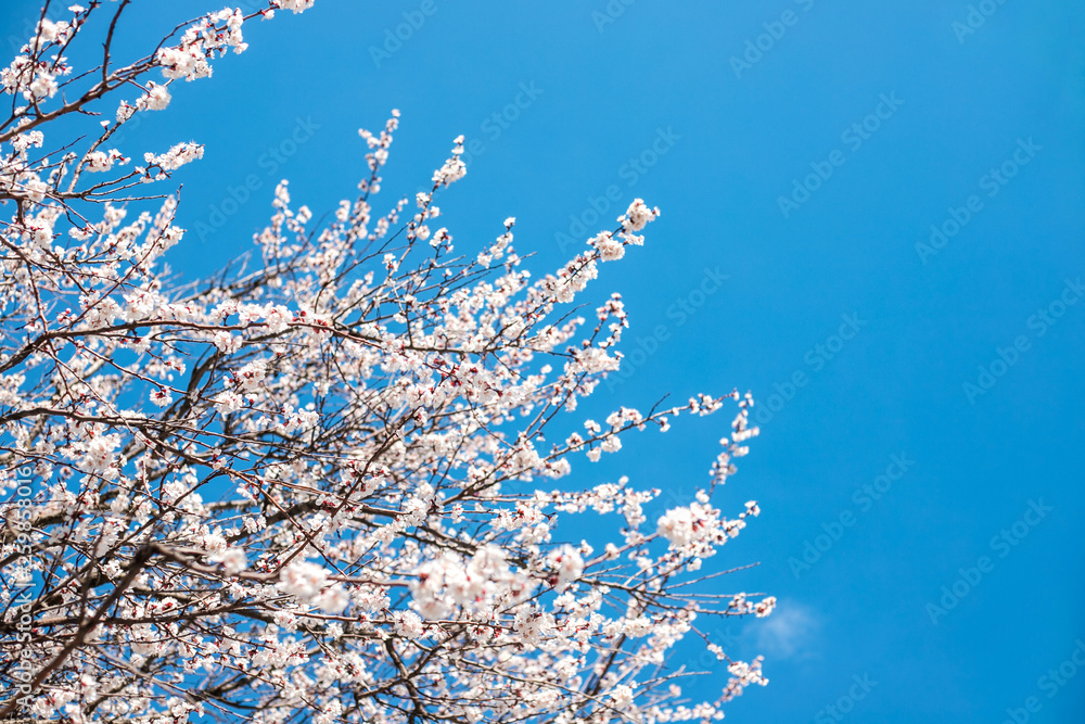 Branches of blossoming tree outdoors at spring.