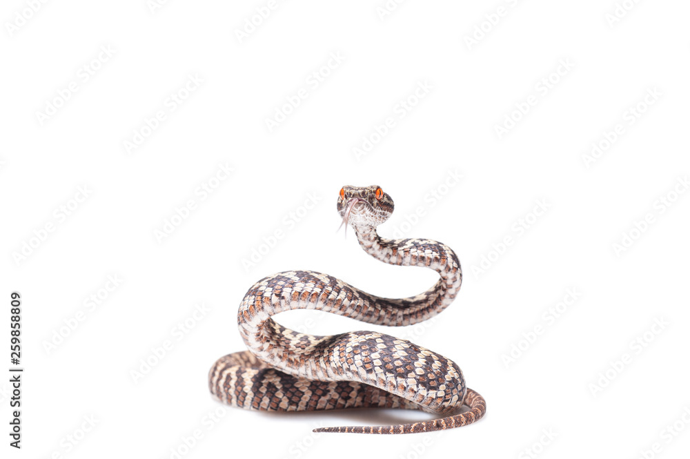 Obraz premium Trimeresurus honsonensis