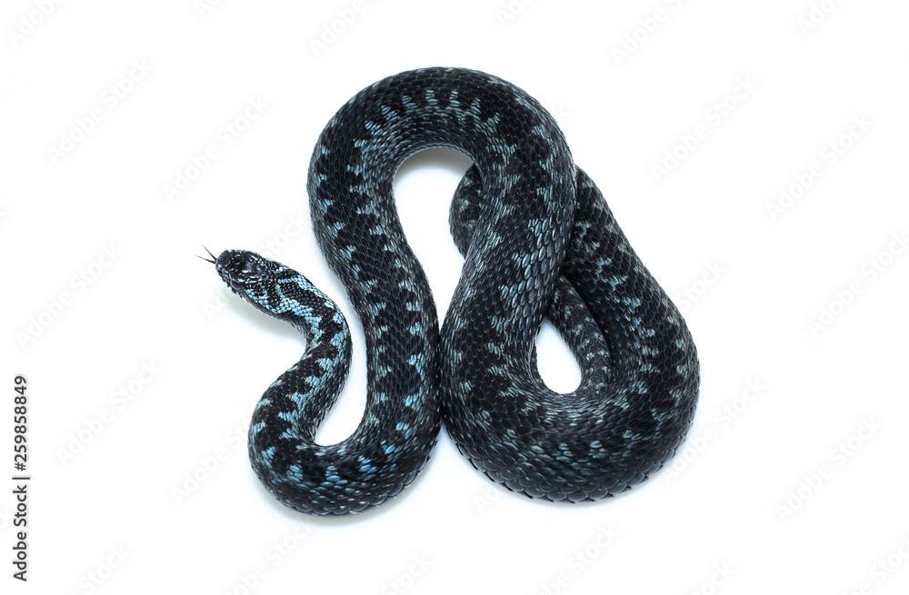 Obraz premium Vipera berus