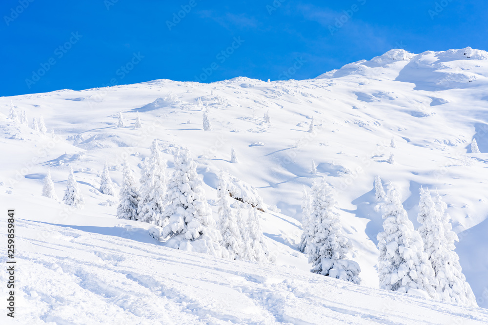 Obraz premium Winter landscape with snow covered trees and Alps in Seefeld in the Austrian state of Tyrol. Winter in Austria
