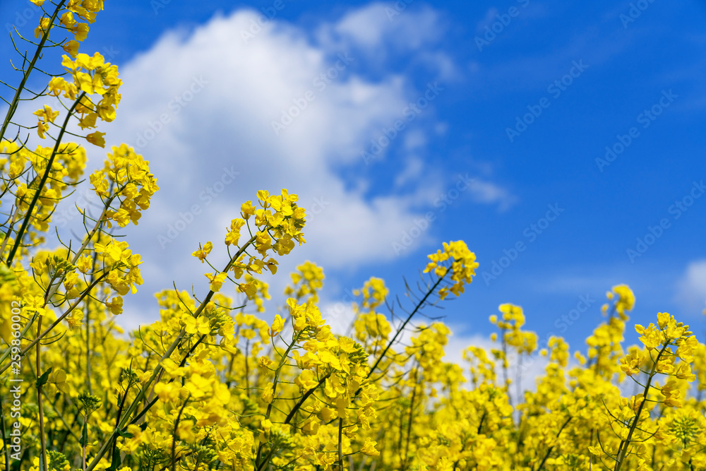 Fototapeta premium [花]菜の花畑と青空