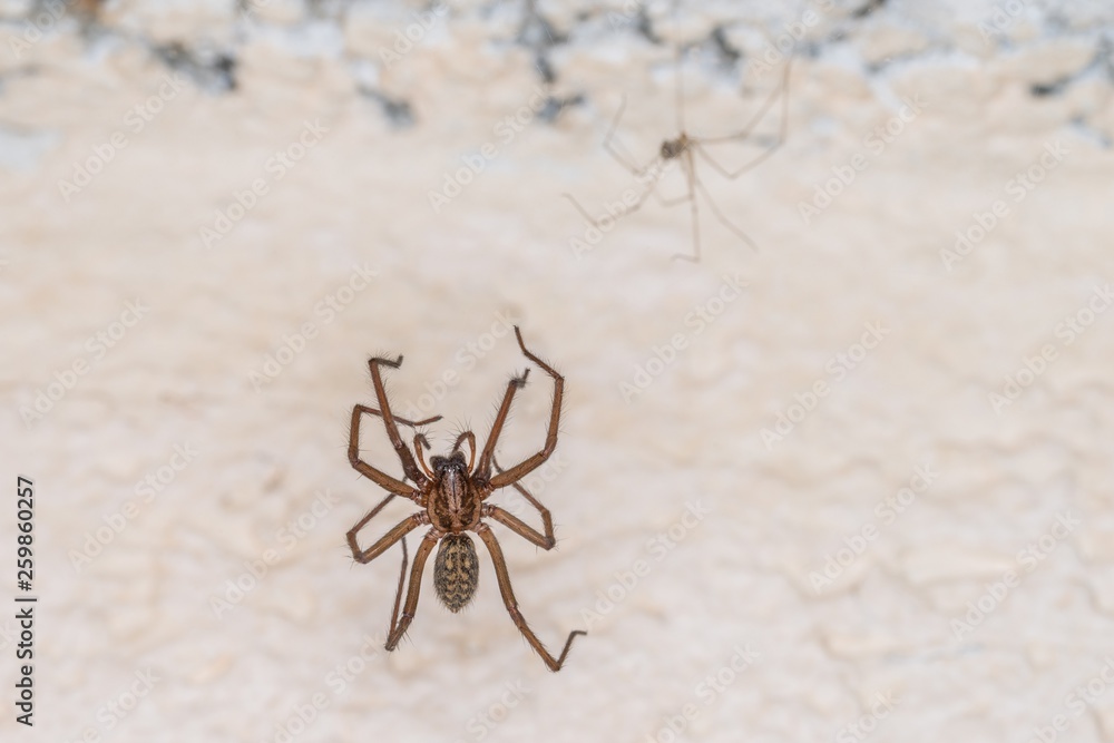 Riesige fette Spinne in einem Keller, Deutschland Riesige fette Spinne in einem Keller, Deutschland