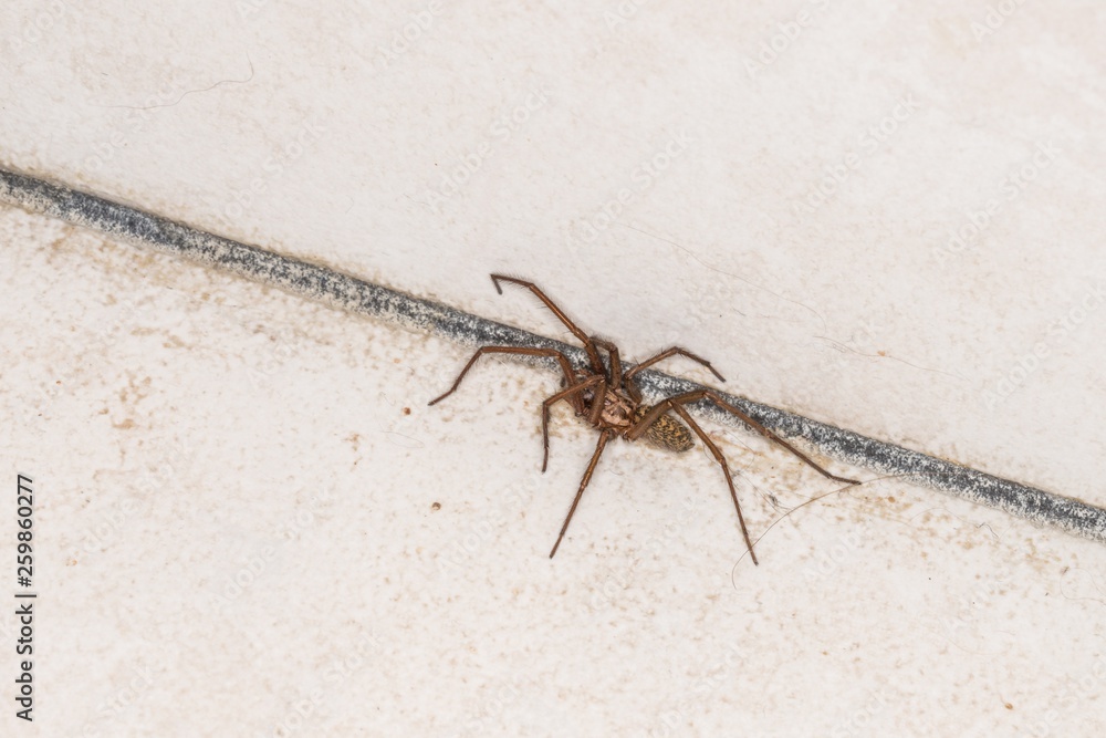 Riesige fette Spinne in einem Keller, Deutschland Riesige fette Spinne in einem Keller, Deutschland