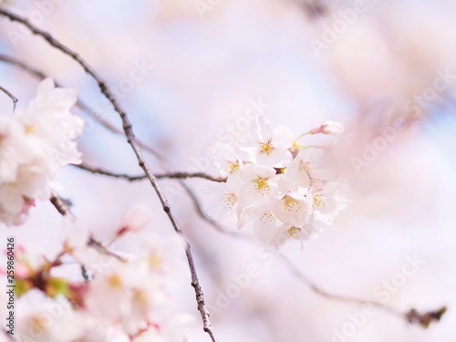 桜　ソメイヨシノ © amethyst