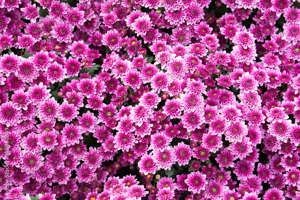 Chrysanthemum morifolium Ramat flowers in the garden. Purple flowers background