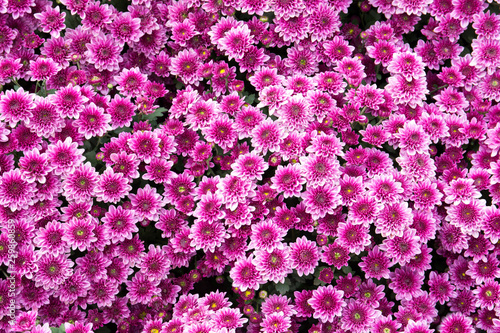 Chrysanthemum morifolium Ramat flowers in the garden. Purple flowers background