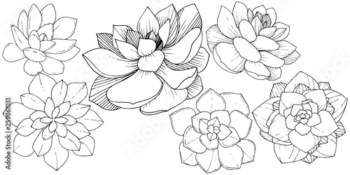 Vector Succulents floral botanical flower. Black and white engraved ink art. Isolated succulents illustration element.