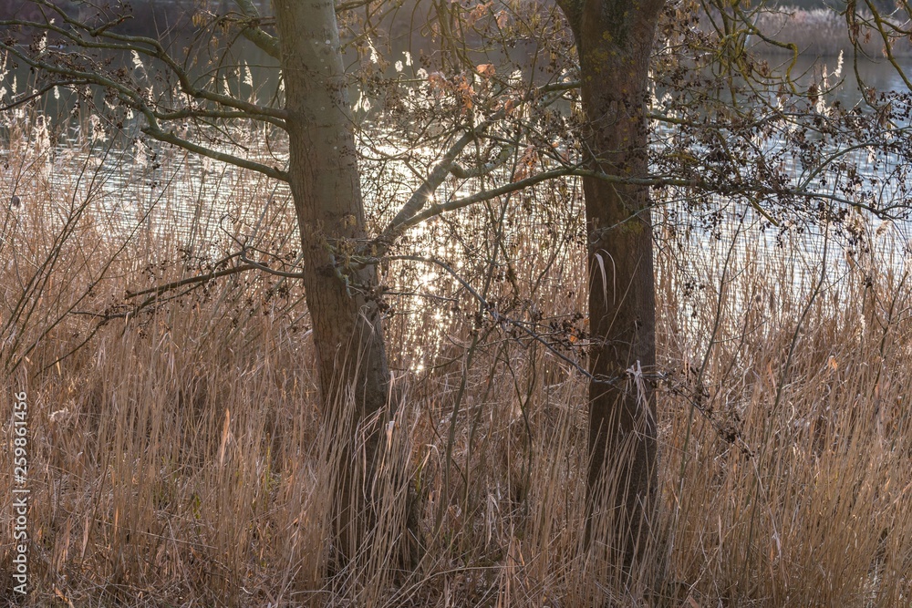 Ufer eines Sees während eines Winter Sonnenuntergangs mit einem Baustamm und Schilf, Deutschland Ufer eines Sees während eines Winter Sonnenuntergangs mit einem Baustamm und Schilf, Deutschland
