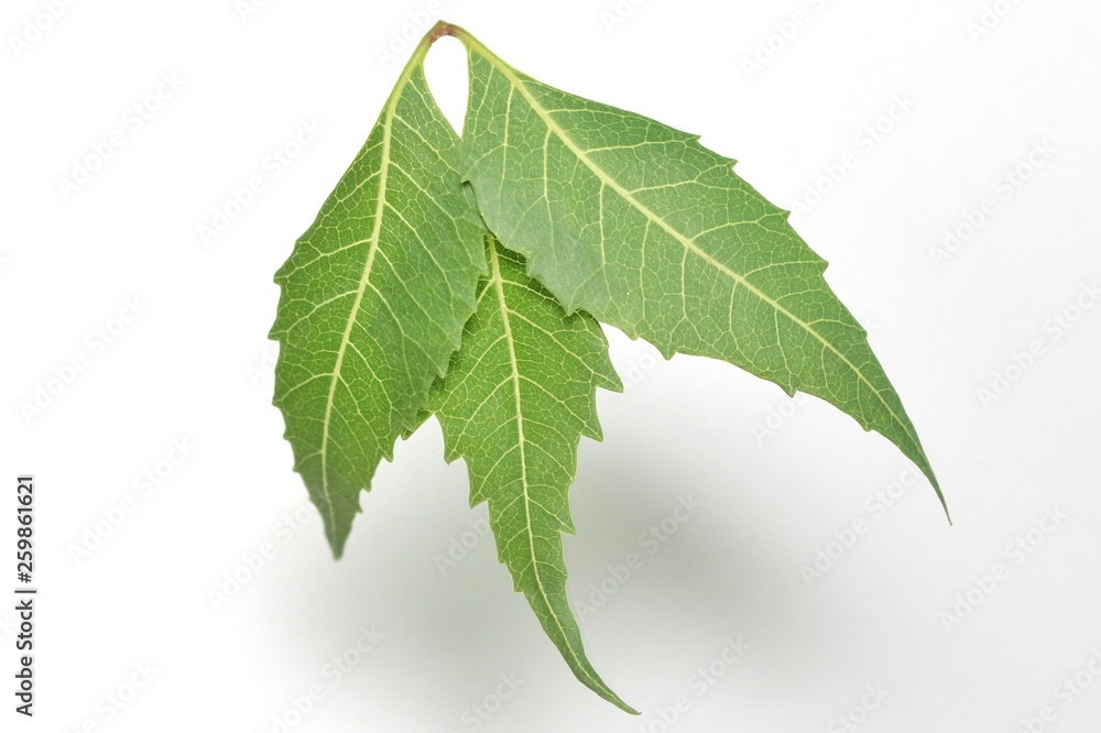 Medicinal neem (Azadirachta indicia) leaves over isolated white background Medicinal neem (Azadirachta indicia) leaves over isolated white background