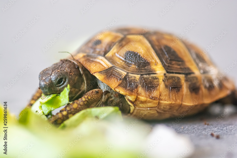 Hermann's tortoise - Testudo hermanni Hermann's tortoise - Testudo hermanni