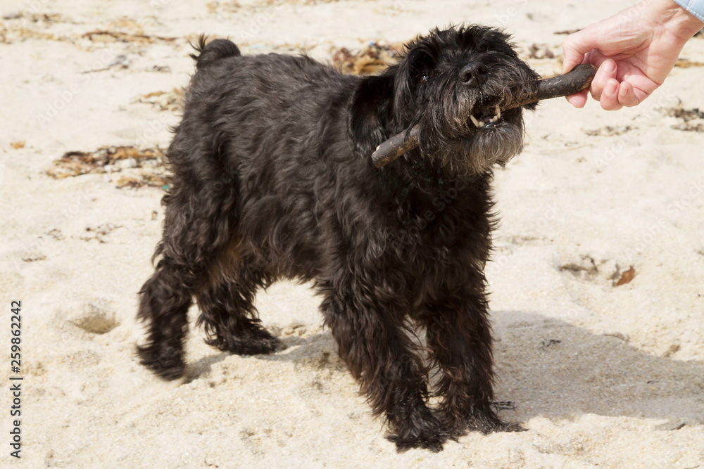 dog with a stick running along the beach, puppy playing near the sea