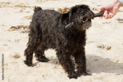 dog with a stick running along the beach, puppy playing near the sea