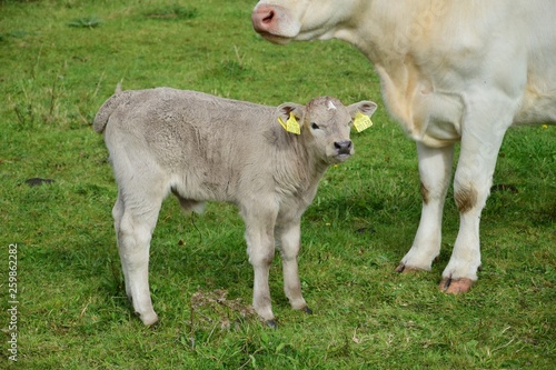 A young calf in Ireland.