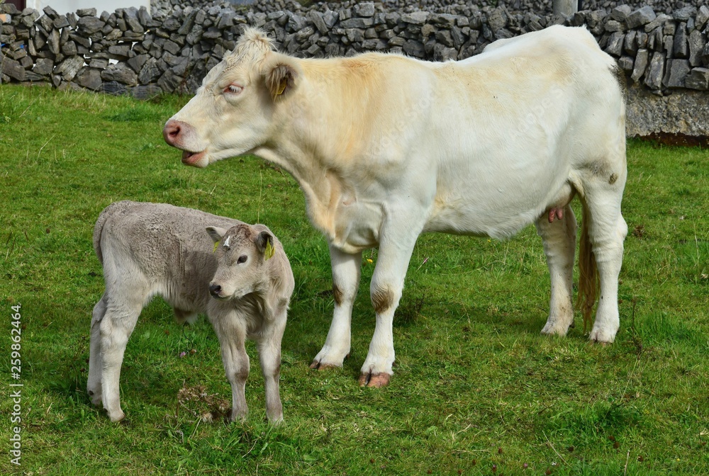 A young calf and its mother in Ireland. A young calf and its mother in Ireland.