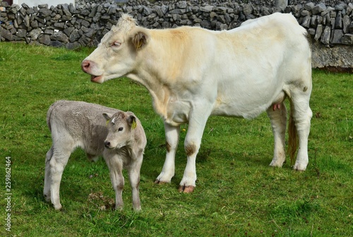 A young calf and its mother in Ireland.