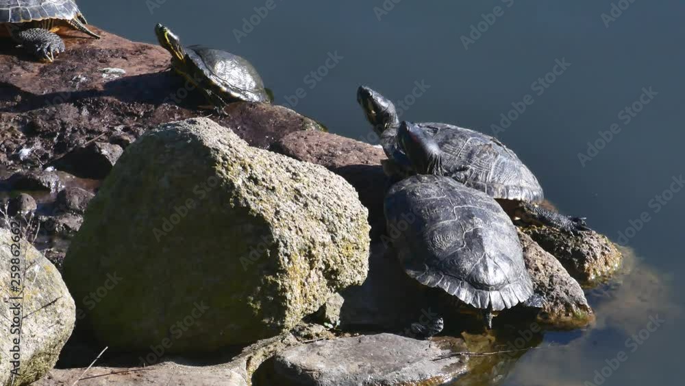 Water turtles in the sun Sardinia Tourism 4K video Water turtles in the sun Sardinia Tourism 4K video