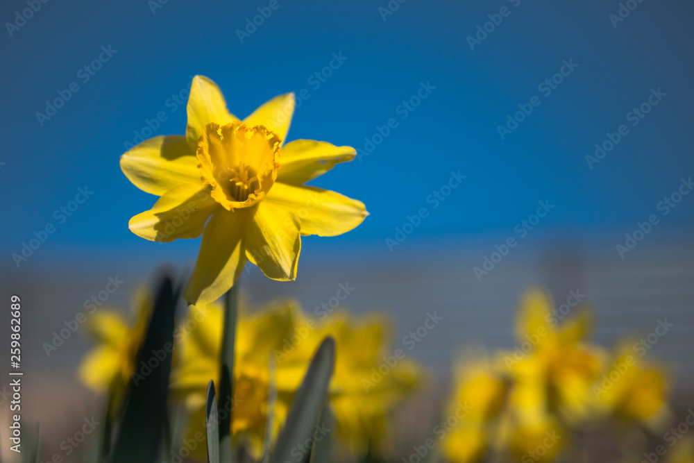 Fototapeta premium strange eight-petal daffodil, yellow daffodil against a blue sky