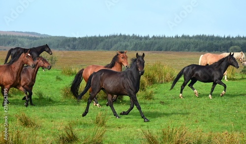 A group of running horses in Ireland.