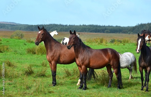 Horses on a meadow in Ireland.
