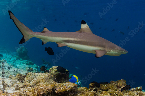 Blacktip reef shark (Carcharhinus melanopterus) swims along the reef edge in the tropical sea © Dudarev Mikhail