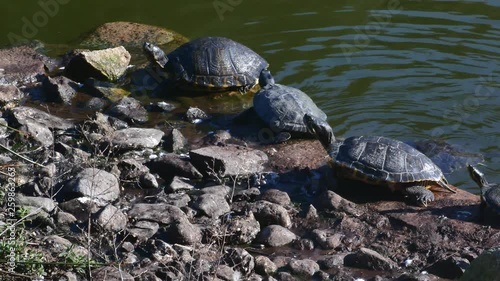 Water turtles in the sun Sardinia Tourism 4K video