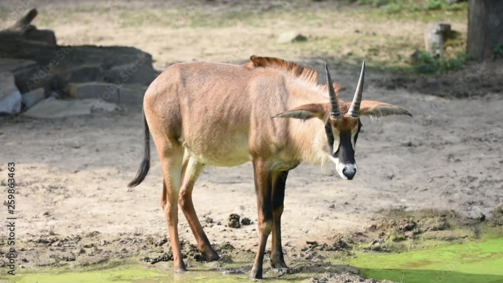 The antelope (latin name Hippotragus equinus) near the green lake. Close view of African wildlife animal living in safari. The antelope (latin name Hippotragus equinus) near the green lake. Close view of African wildlife animal living in safari.