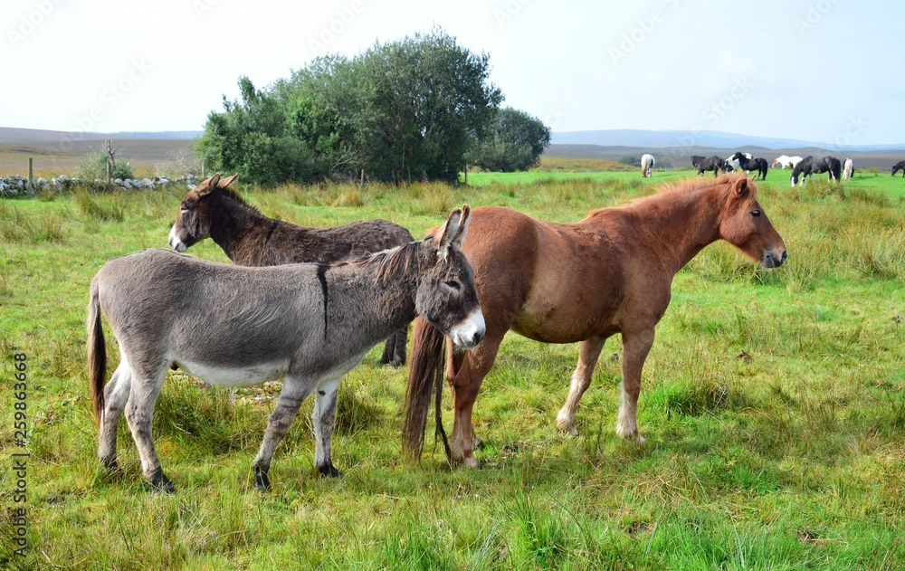 Horses and donkeys together on a meadow in Ireland. Horses and donkeys together on a meadow in Ireland.