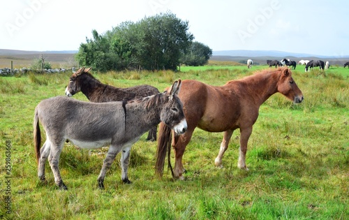 Horses and donkeys together on a meadow in Ireland.