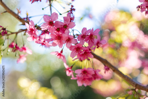 cherry tree blossoms in spring © Mariia