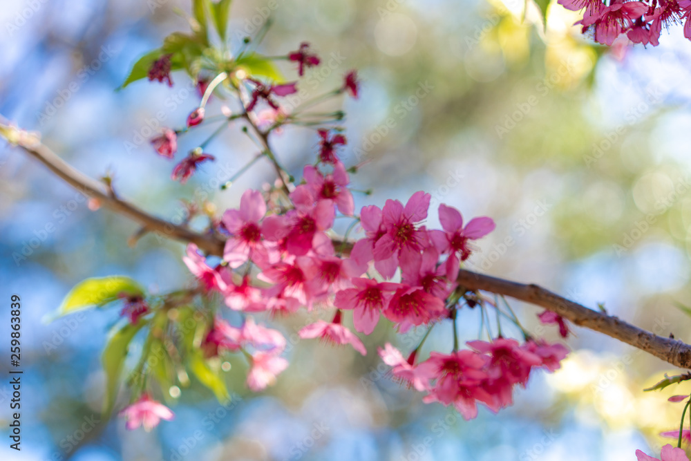 cherry tree blossoms in spring cherry tree blossoms in spring