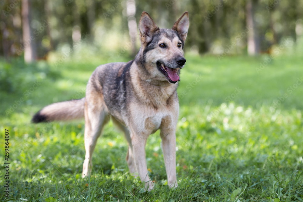 beautiful german shepherd mix dog posing outdoors