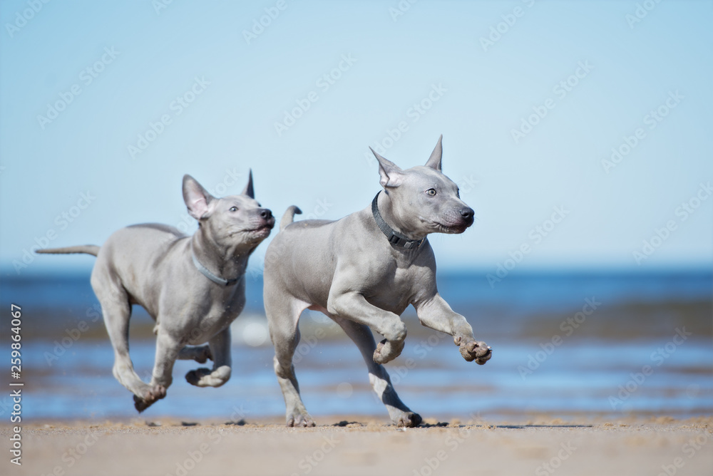 two thai ridgeback puppies playing on the beach