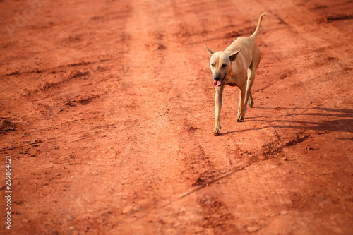 Fototapeta Naklejka Na Ścianę i Meble -  A dog is walking on  dirt  or gravel floor before pouring concrete