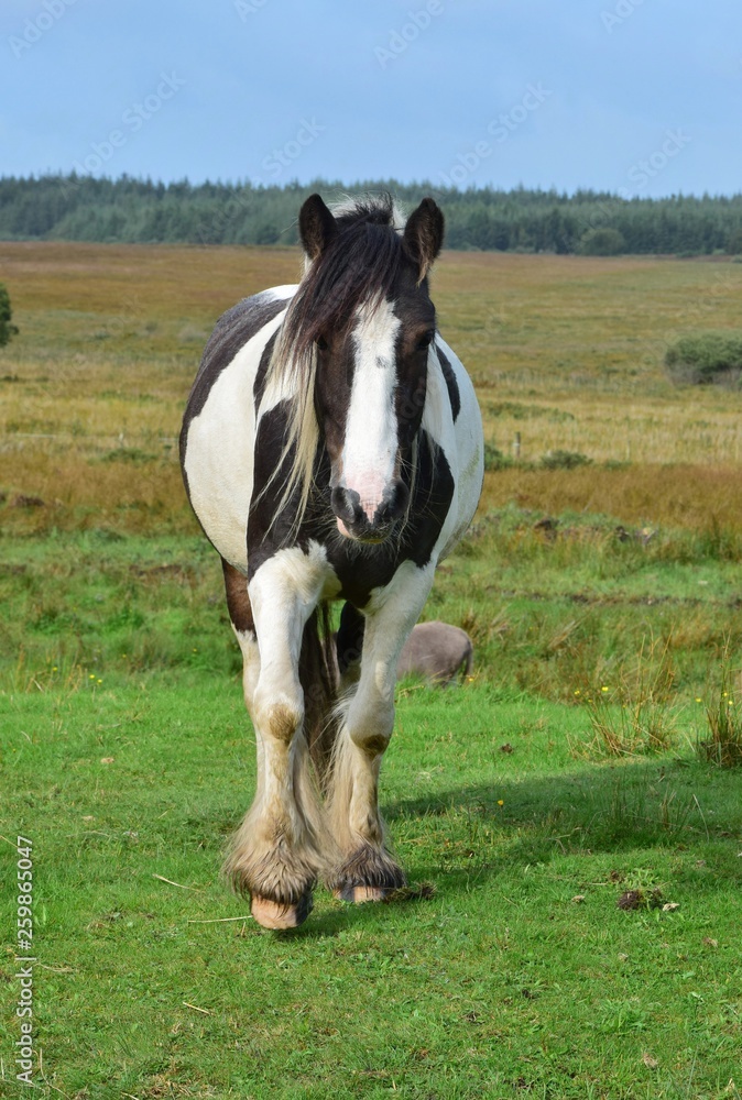 Beautiful piebald horse in Ireland. Beautiful piebald horse in Ireland.