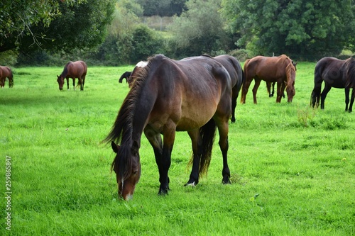 A herd of grazing horses in Ireland, one bay horse in the front.