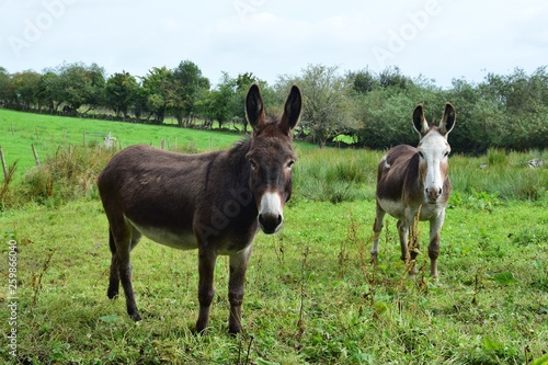 Two donkeys on a meadow in Ireland.