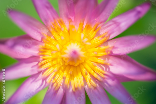 Beautiful lotus flower in nature.