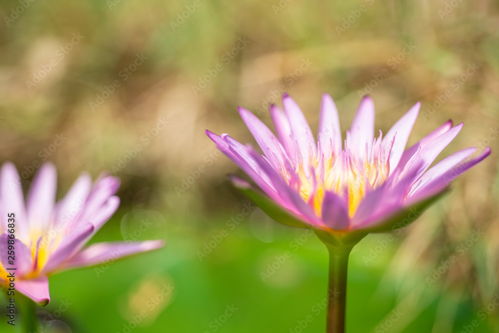 Beautiful lotus flower in nature. Beautiful lotus flower in nature.
