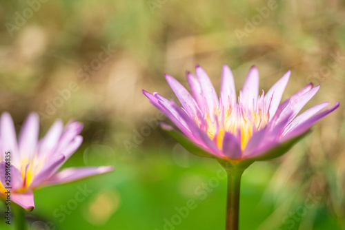 Beautiful lotus flower in nature.