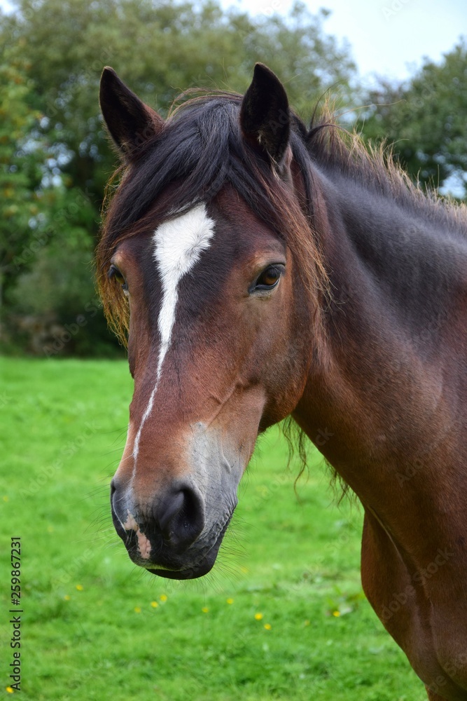 Portrait of a beautiful bay horse in Ireland. Portrait of a beautiful bay horse in Ireland.
