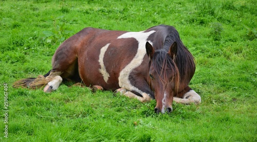 A relaxed piebald horses lying in the grass. Ireland.