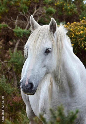 Portrait of a beautiful white horse in Ireland.