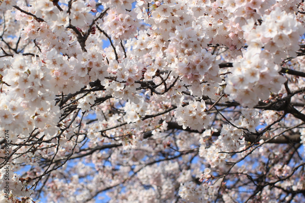 Cherry Blossoms