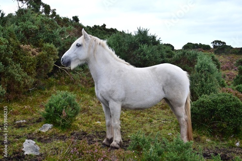 Beautiful white horse in Ireland.