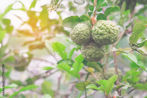 Fresh bergamot on the tree in nature garden.