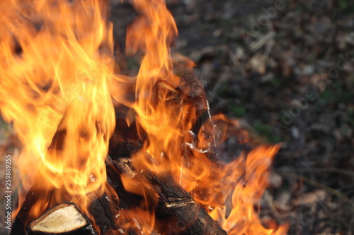 burning firewood in a fire