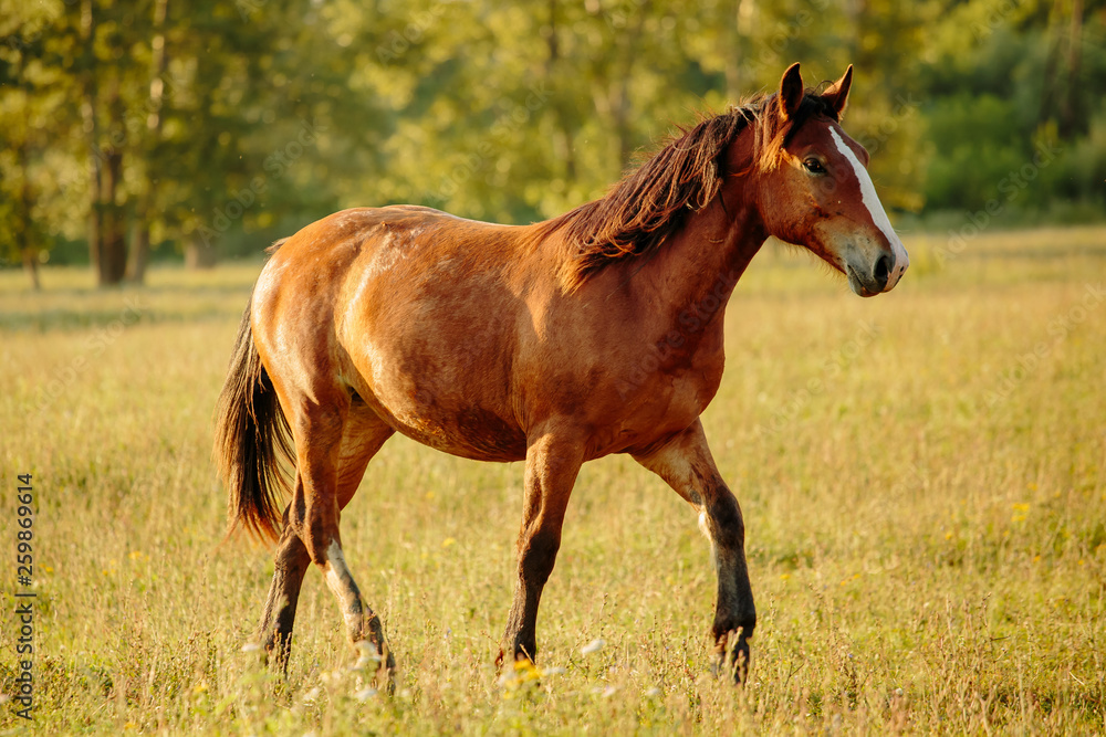 Fototapeta premium portrait of a chestnut horse in a summer field