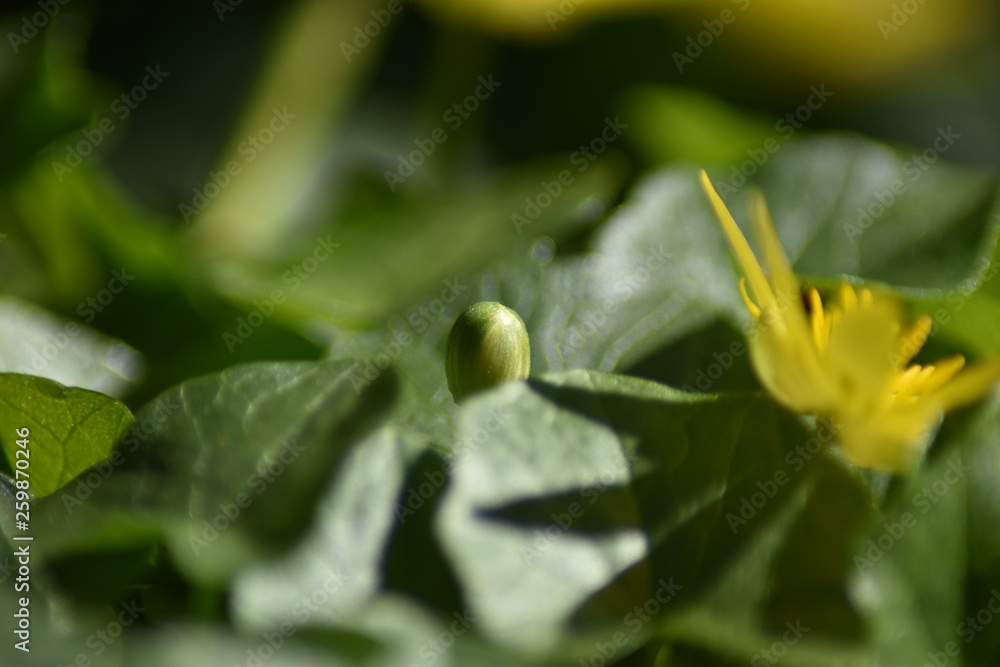 Blühendes Scharbockskraut (Ficaria verna) Blühendes Scharbockskraut (Ficaria verna)