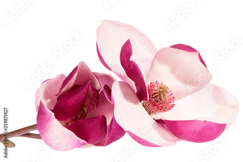 Flower of pink magnolia isolated on white  background, close up
